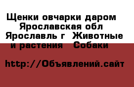 Щенки овчарки даром - Ярославская обл., Ярославль г. Животные и растения » Собаки   